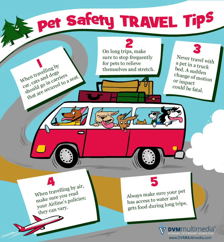 Pet Travel Safety Mountainview Veterinary Services