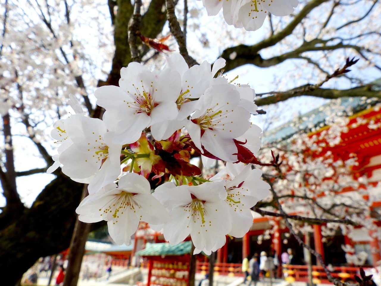 Japanese Surnames With Sakura Sakura Wallpaper 1680x1050 56914