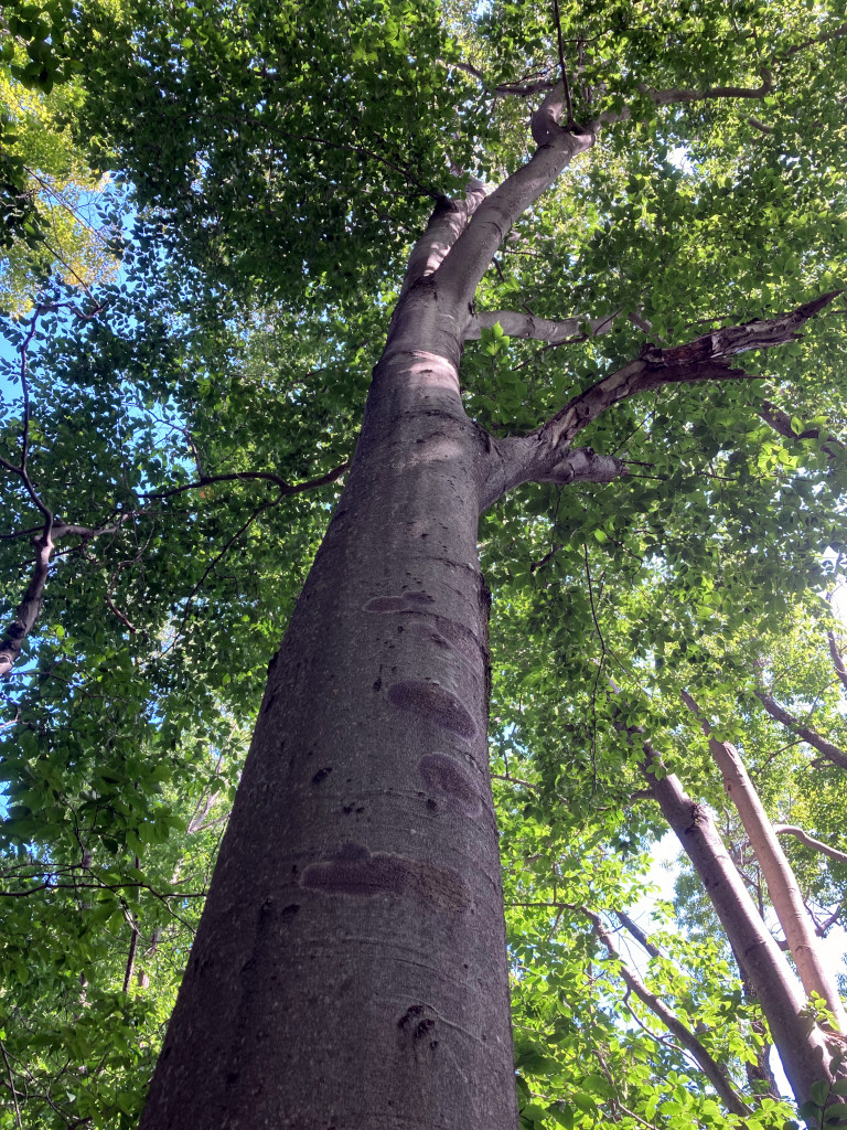 Doolittle South Mountain Lands Mount Holly Conservation Trust