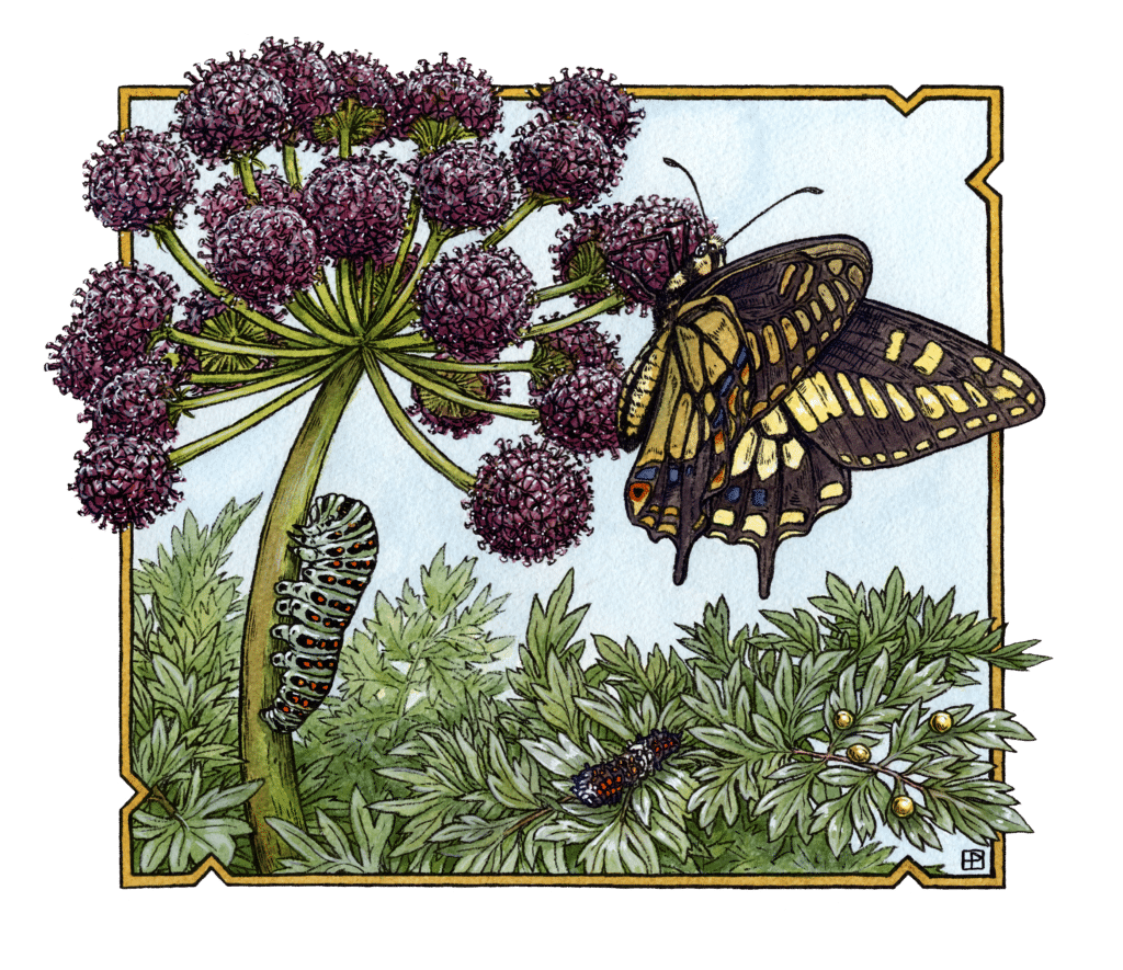 2023 wildflower festival Wildflower & Music Festival Mount Pisgah Arboretum