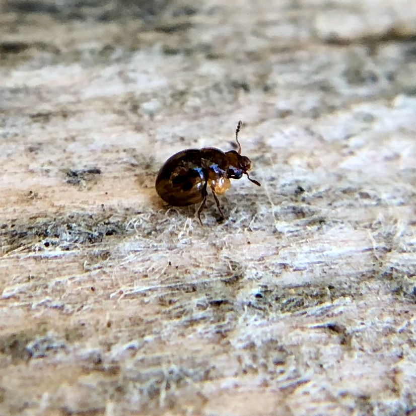 slime mold beetle 1 Mount Pisgah Arboretum