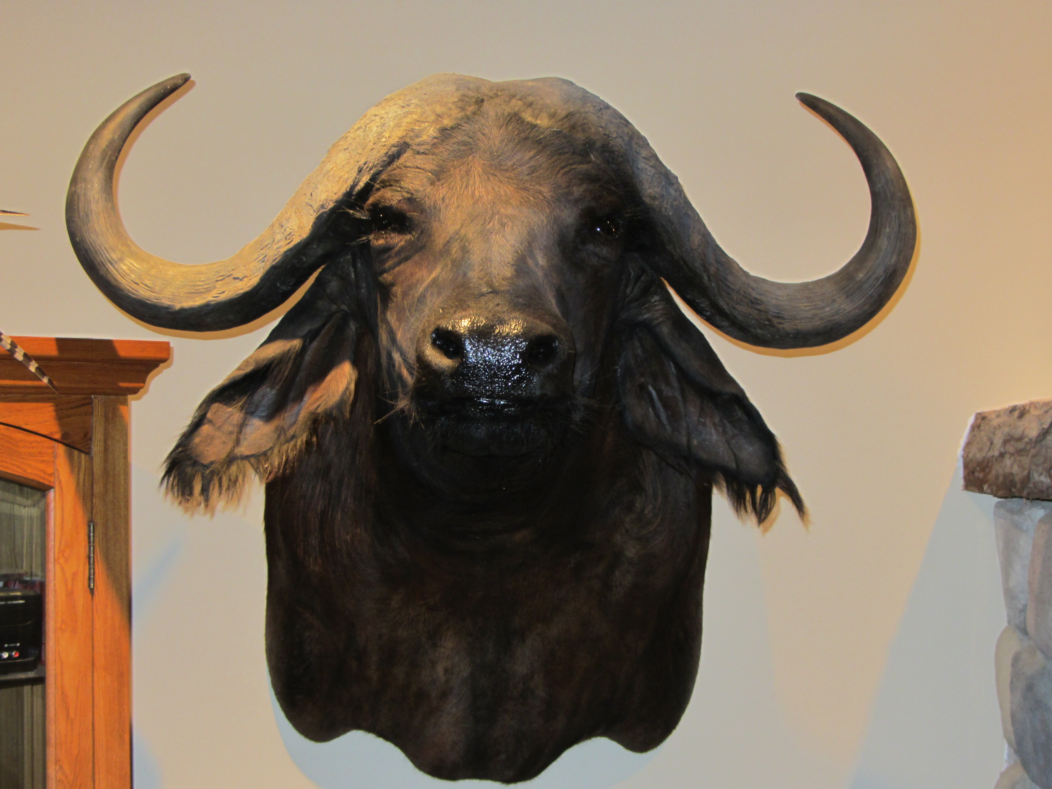 African / Exotic Species Mounts & Memories Taxidermy