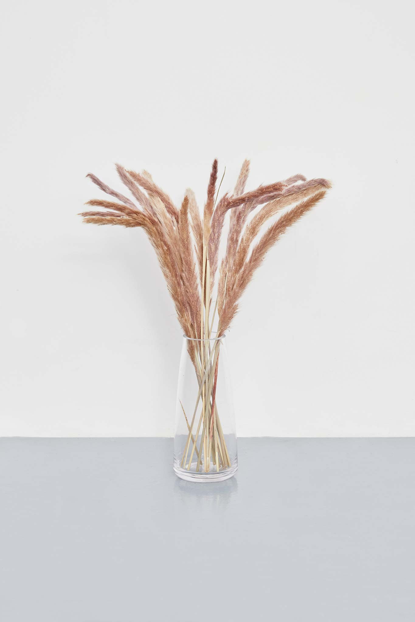 DriedPlant Mount Studio