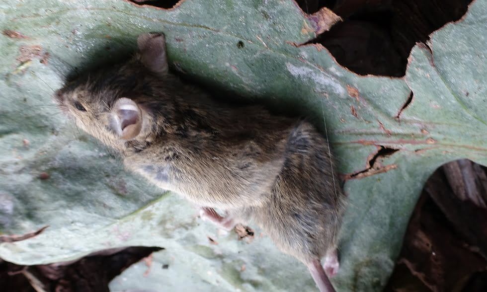 Educational Resources Mouse Poison Facts