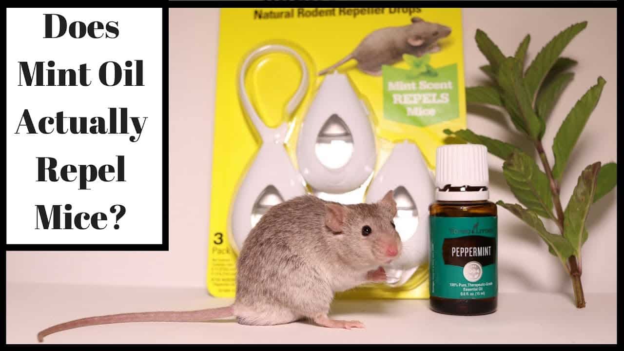 Do Mice Like Peppermint? Mouse Trap Guide