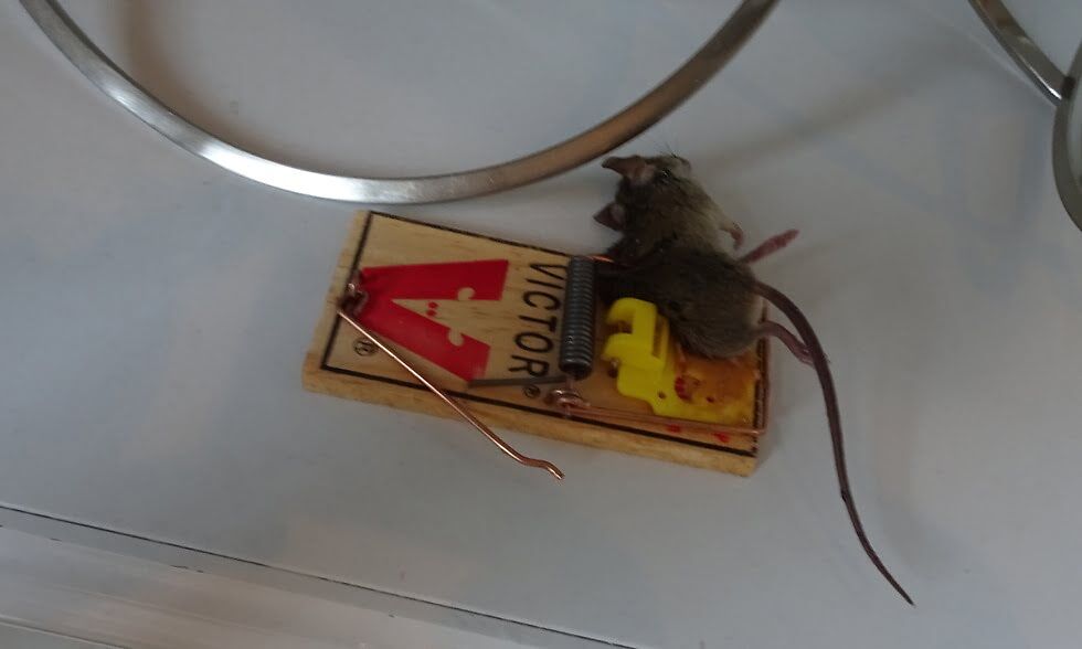 Home Mouse Trapping