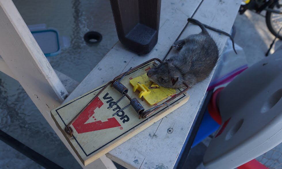 Home Mouse Trapping