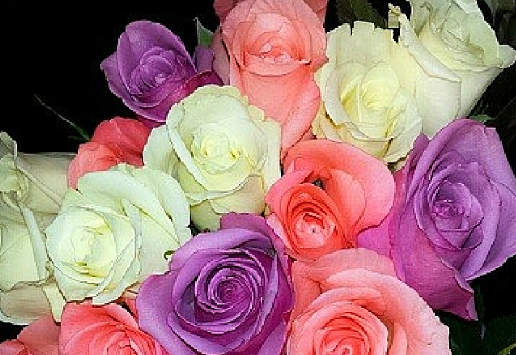Coloured Roses A Trend For Valentine's Day Mouths of Mums