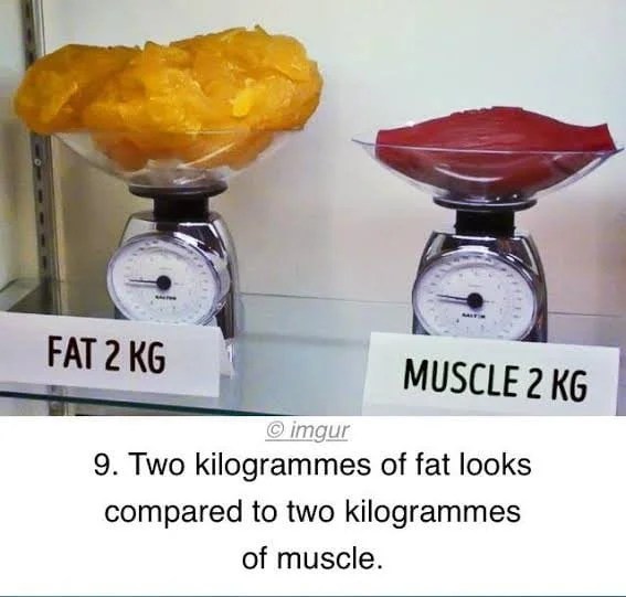 Fat vs muscle Why are some people heavier than they look?(04)