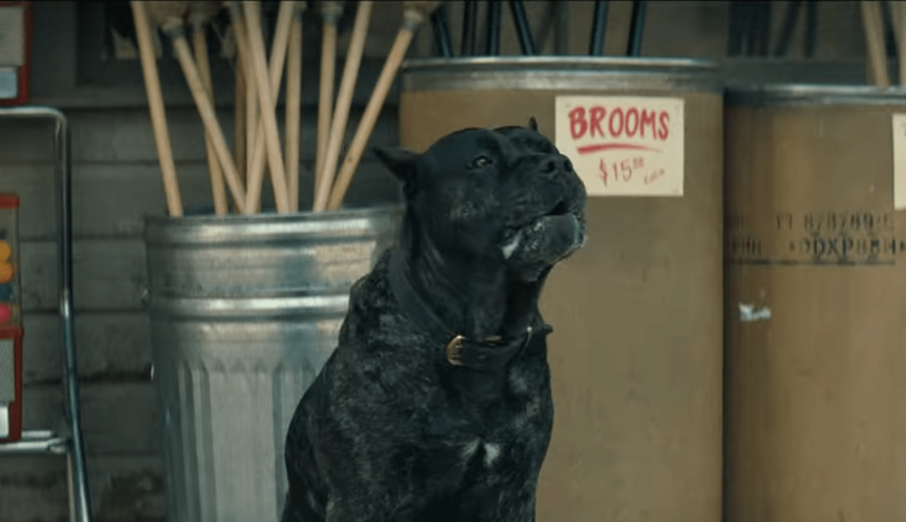 Who Killed The Dog At Midnight