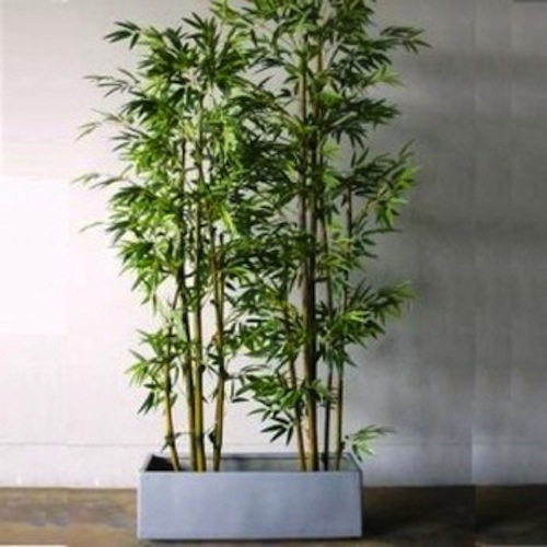 Silk Bamboo Plants ⋆ Movie Prop Rentals