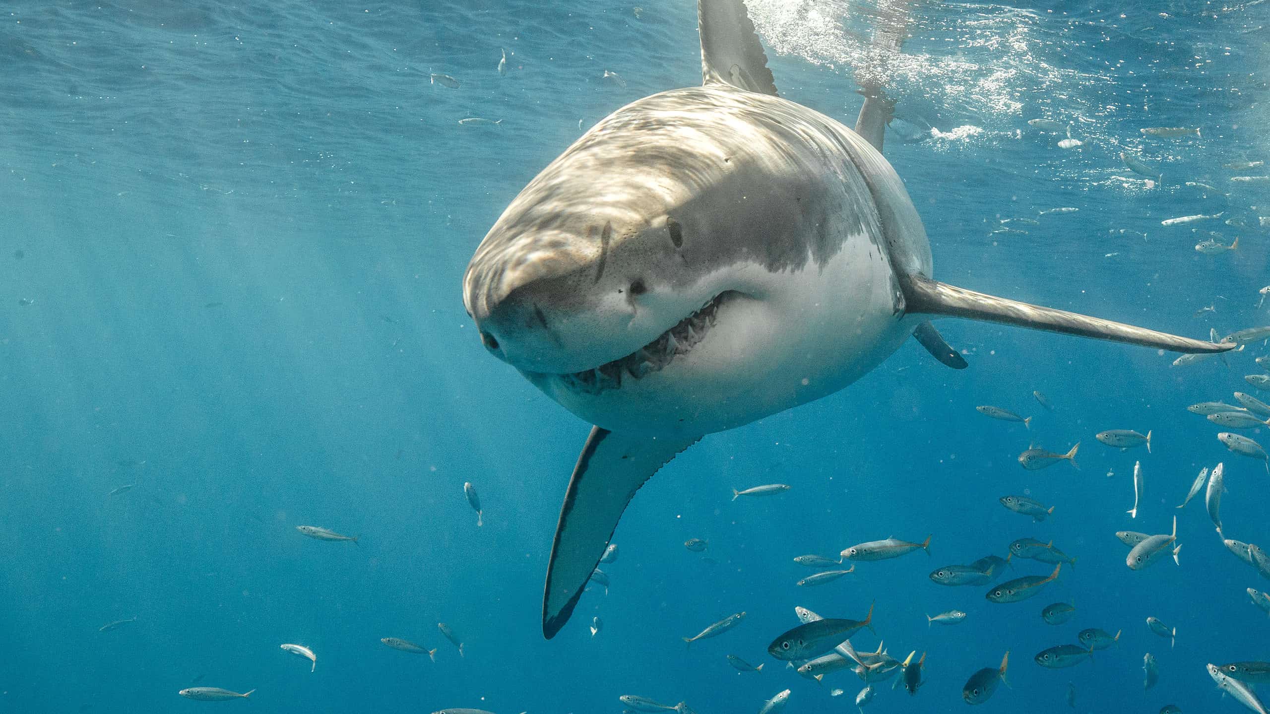 Preserving the Great White Shark Protecting an Iconic Species for a