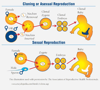 A drawn diagram of the cloning process through Asexual/Sexual Reproduction.