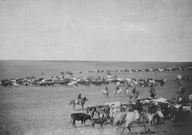 Round-up scenes on Belle Fouche in 1887. (Photo by: HUM Images/Universal Images Group via Getty Images)