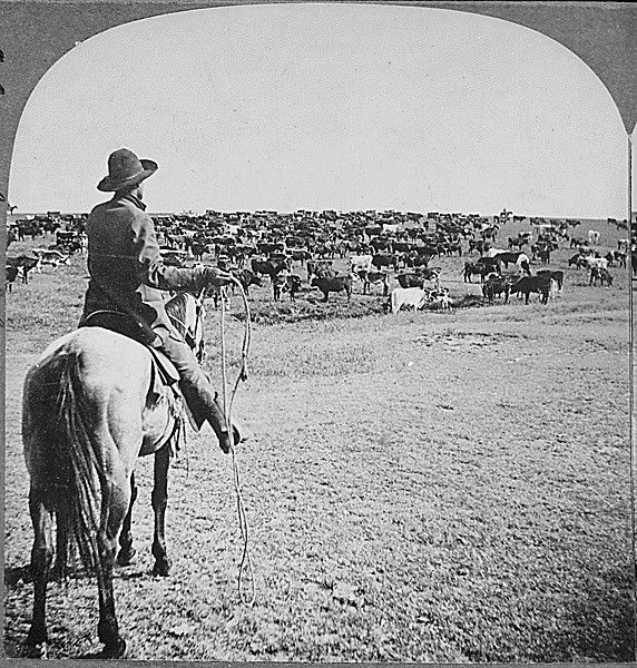 Roundup on the Sherman Ranch, Genesee, Kans. Cowboy with lasso readied looks beyond the herd on the open range to his fellow cowpunchers waiting on the horizon; ca. 1902; Records of the War Department General and Special Staffs, Record Group 165. [Online Version, https://www.docsteach.org/documents/document/roundup-on-the-sherman-ranch-genesee-kans-cowboy-with-lasso-readied-looks-beyond-the-herd-on-the-open-range-to-his-fellow-cowpunchers-waiting-on-the-horizon, September 3, 2022]
