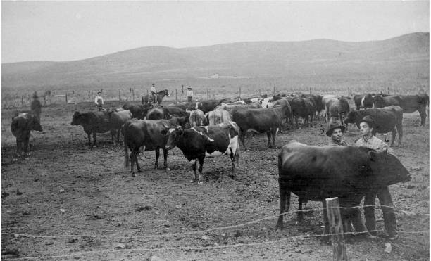 Cattle With Cowboys In Fenced Area Weiser, Idaho 1890S - This Large Photograph Of Cowboys On Horseback Tending To Cattle. Fenced In Cattlemen. (Photo by D. Marsh/Buyenlarge/Getty Images)