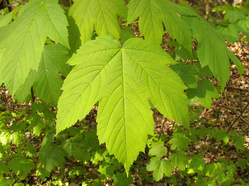 Acer (/ˈeɪsər/) is a genus of trees and shrubs commonly known as maples. The genus is placed in the family Sapindaceae. There are approximately 132 species, most of which are native to Asia, with a number also appearing in Europe, northern Africa, and North America. Only one species, Acer laurinum, extends to the Southern Hemisphere. The type species of the genus is the sycamore maple, Acer pseudoplatanus, the most common maple species in Europe. Maples usually have easily recognizable palmate leaves (Acer negundo is an exception) and distinctive winged fruits. The closest relatives of the maples are the horse chestnuts. Maple syrup is made from the sap of some maple species. It is one of the most common genera of trees in Asia. Photo Credit: Wikipedia Commons