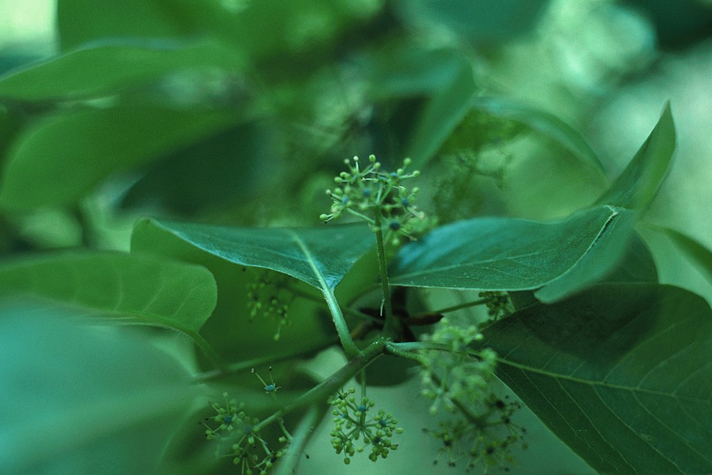 Tupelo /ˈtuːpɪloʊ/, genus Nyssa /ˈnɪsə/, is a small genus of deciduous trees with alternate, simple leaves. It is sometimes included in the subfamily Nyssoideae of the dogwood family, Cornaceae, but is placed by other authorities in the family Nyssaceae. In the APG IV system, it is placed in Nyssaceae. Photo Credit: Wikipedia Commons