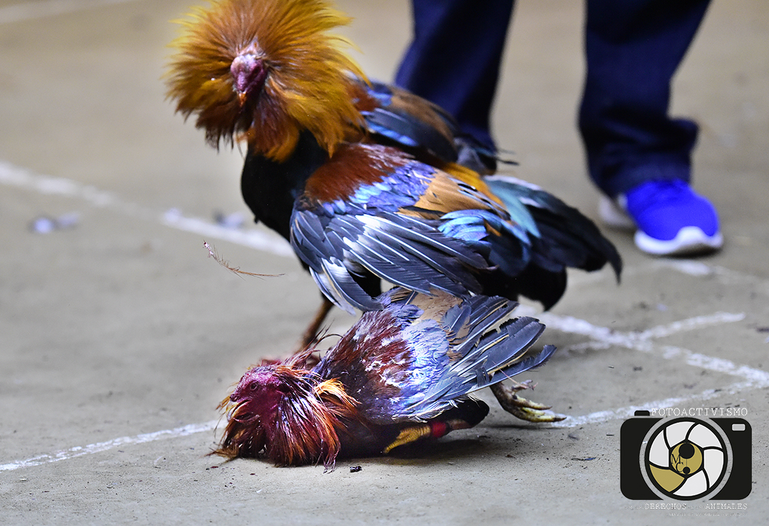 ¡Victoria para los animales! Constitucional la prohibición de las