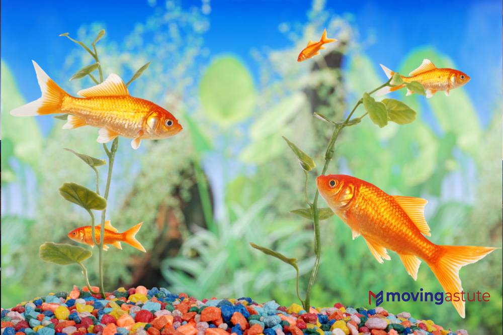 Steps to Safely Moving a Fish Tank Moving Astute