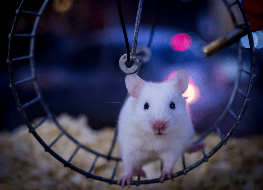 Make Change a Habit and Get Off the Hamster Wheel of Life