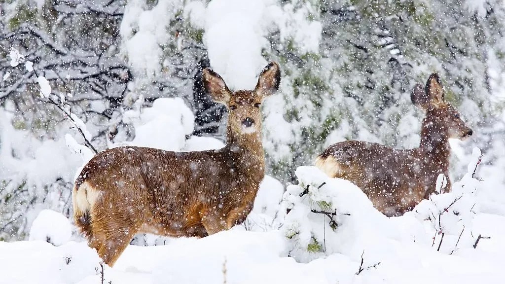 When Does it Snow in Colorado? Weather Forecast