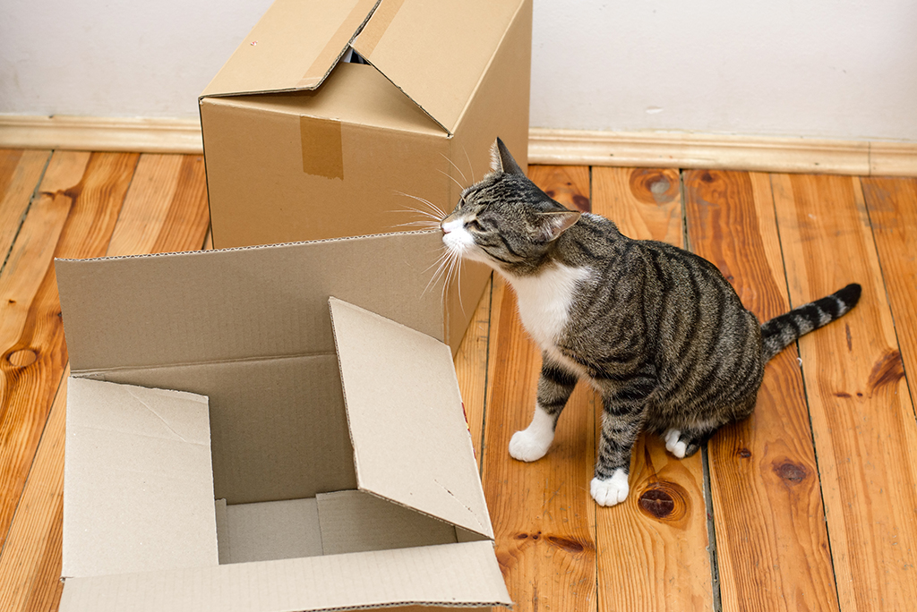 How To Make A Cat Feel Comfortable In A New Home Moving how-to-make-a-cat-feel-comfortable-in-a-new-home-moving