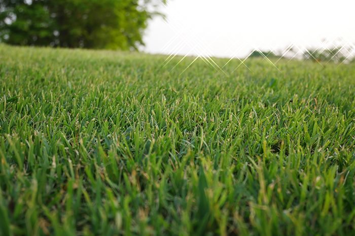 bermuda grass