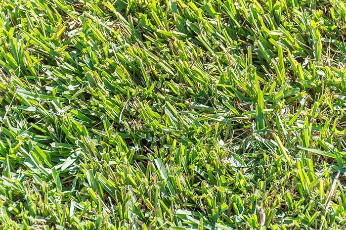 centipede grass