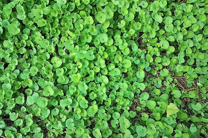 dichondra grass