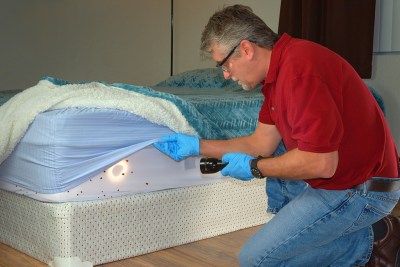 Glass Bed Bug Junk Removal Plastics