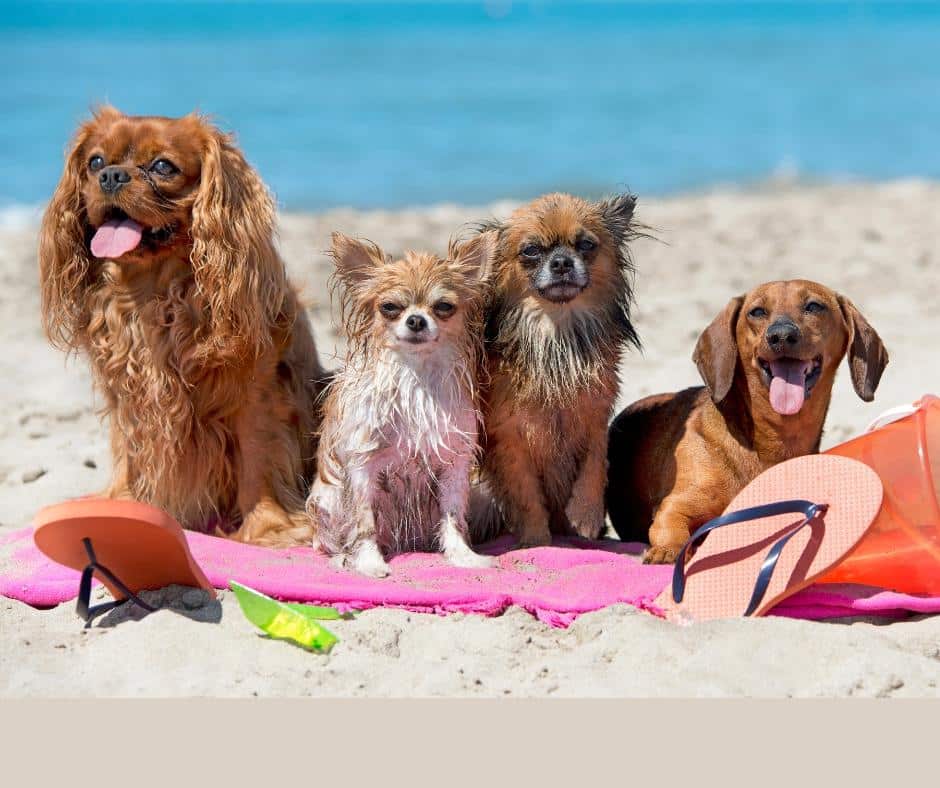 Essential Packing Guide for a PetFriendly Florida Vacation Moving to Florida Beaches