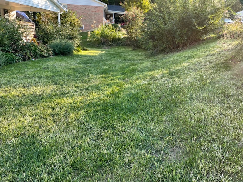 You Treated Now, why is my lawn WHITE? Best Lawn