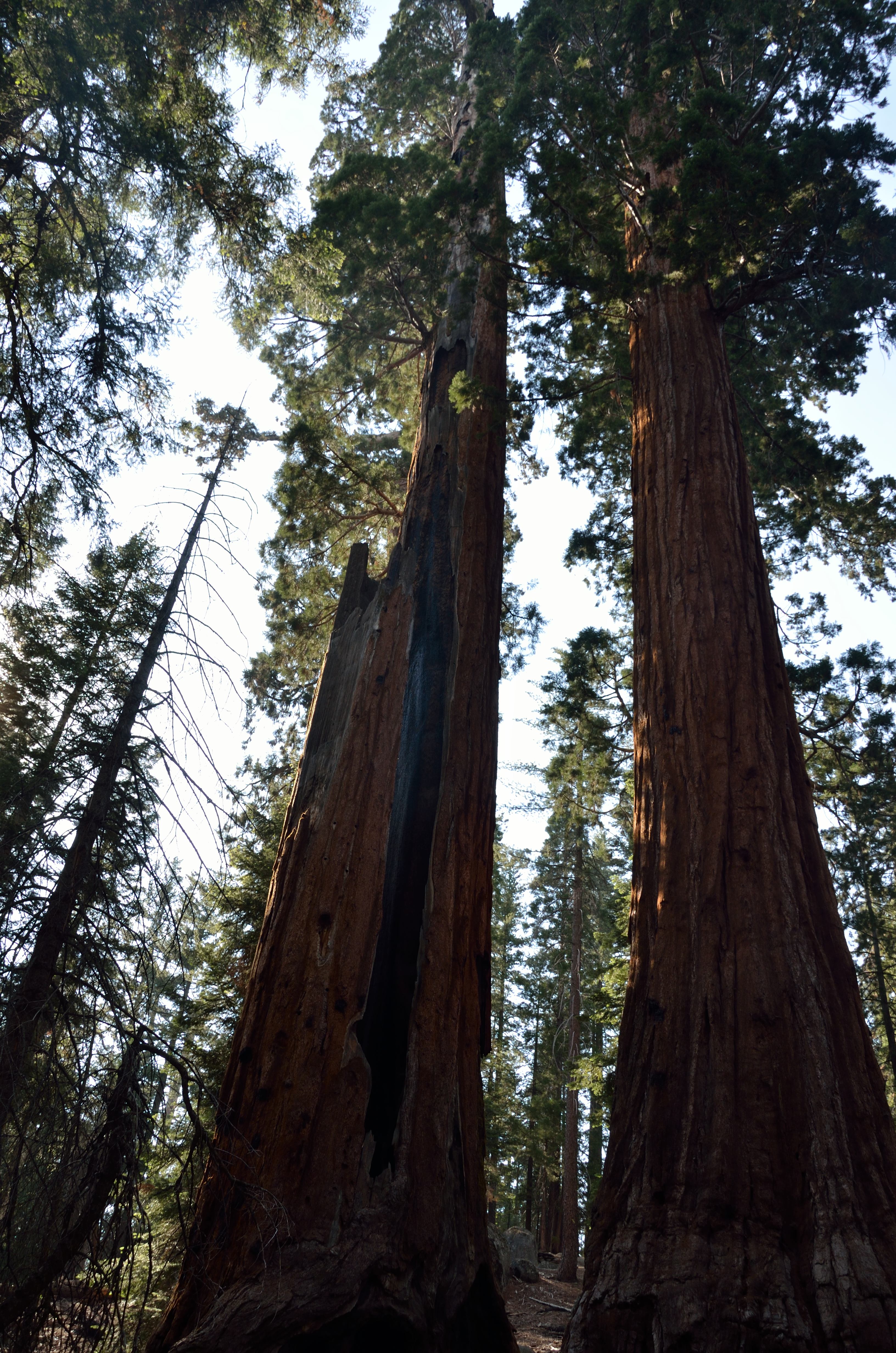 Grant Tree Trail MowryJournal