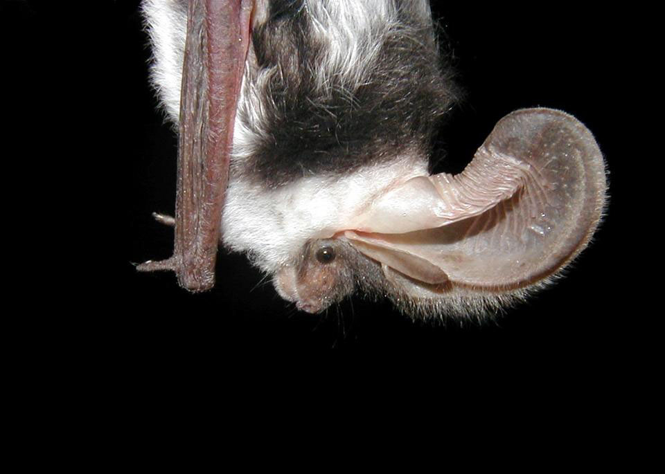 Mexican longtongued bat