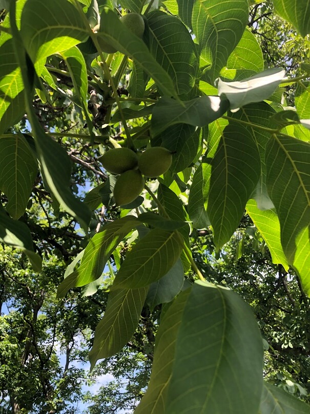 Chandler Walnut Best Quality Walnuts in California