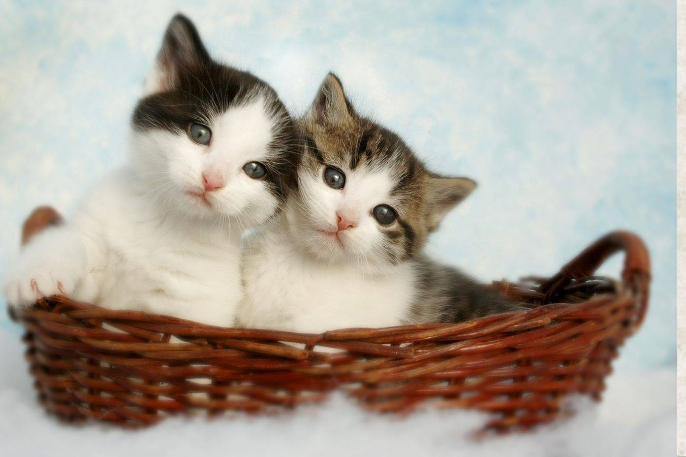 تفسير حلم رؤية القطط في المنام للعزباء