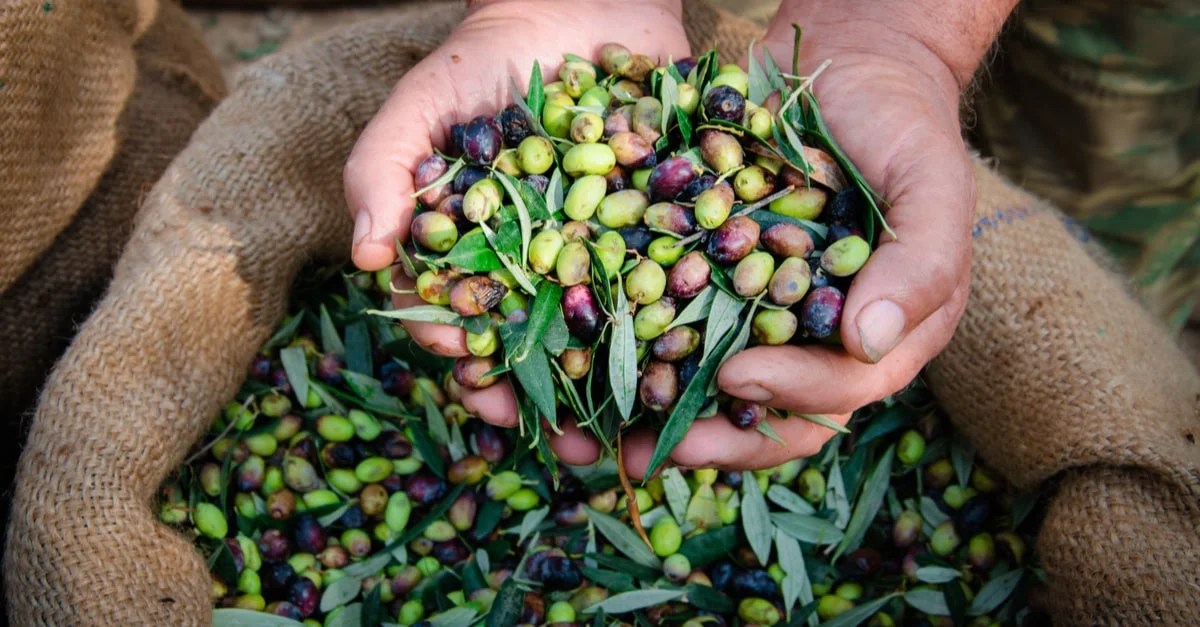 تفسير حلم رؤية الزيتون في المنام