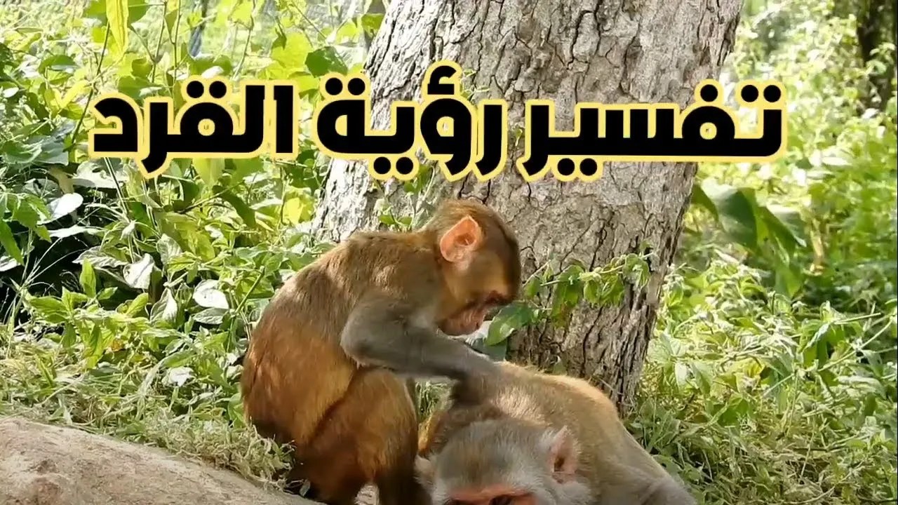 تفسير حلم رؤية القرد في المنام العصيمي