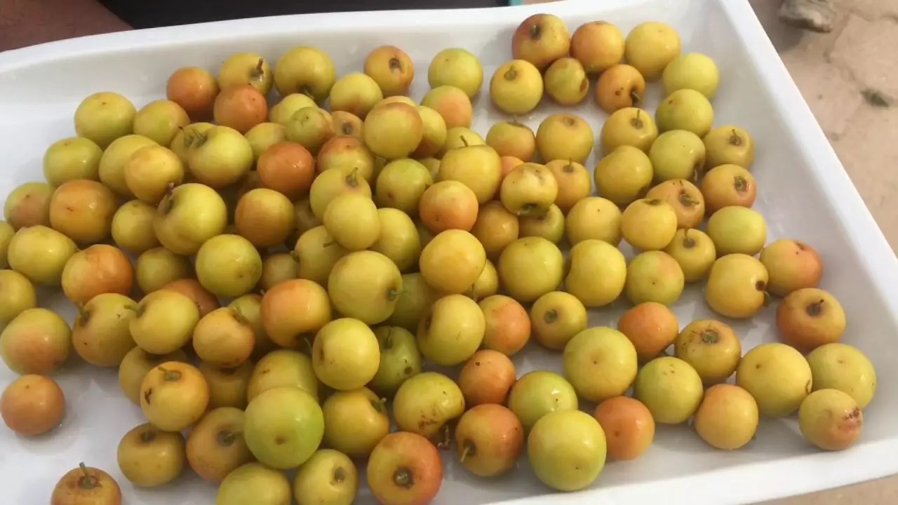 تفسير حلم رؤية السدر في المنام