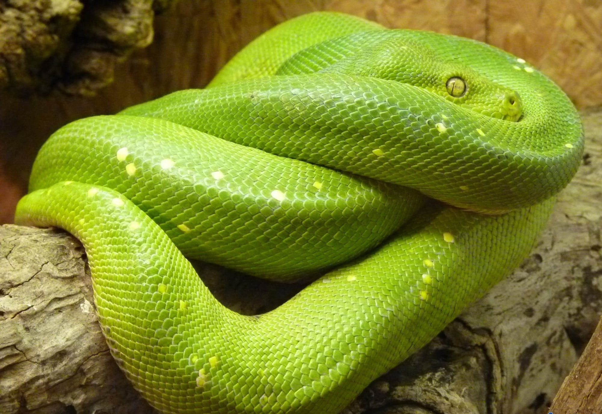 تفسير حلم رؤية الحية الخضراء في المنام