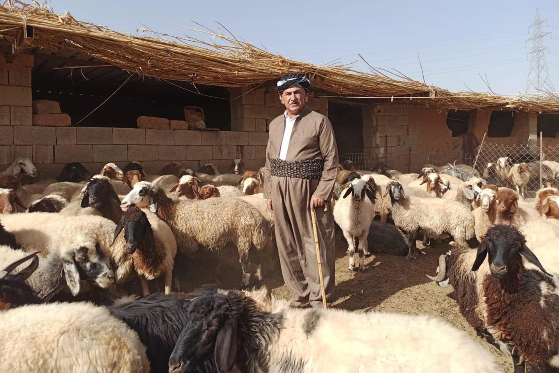  تفسير حلم رؤية رعي الغنم في المنام لابن سيرين