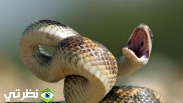 تفسير حلم ثعبان كبير فى المنام لابن سيرين