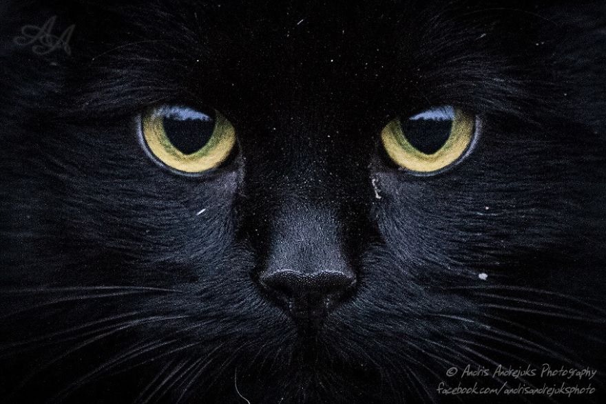 The impressive photos of stray cats. Breathtaking photos taken around