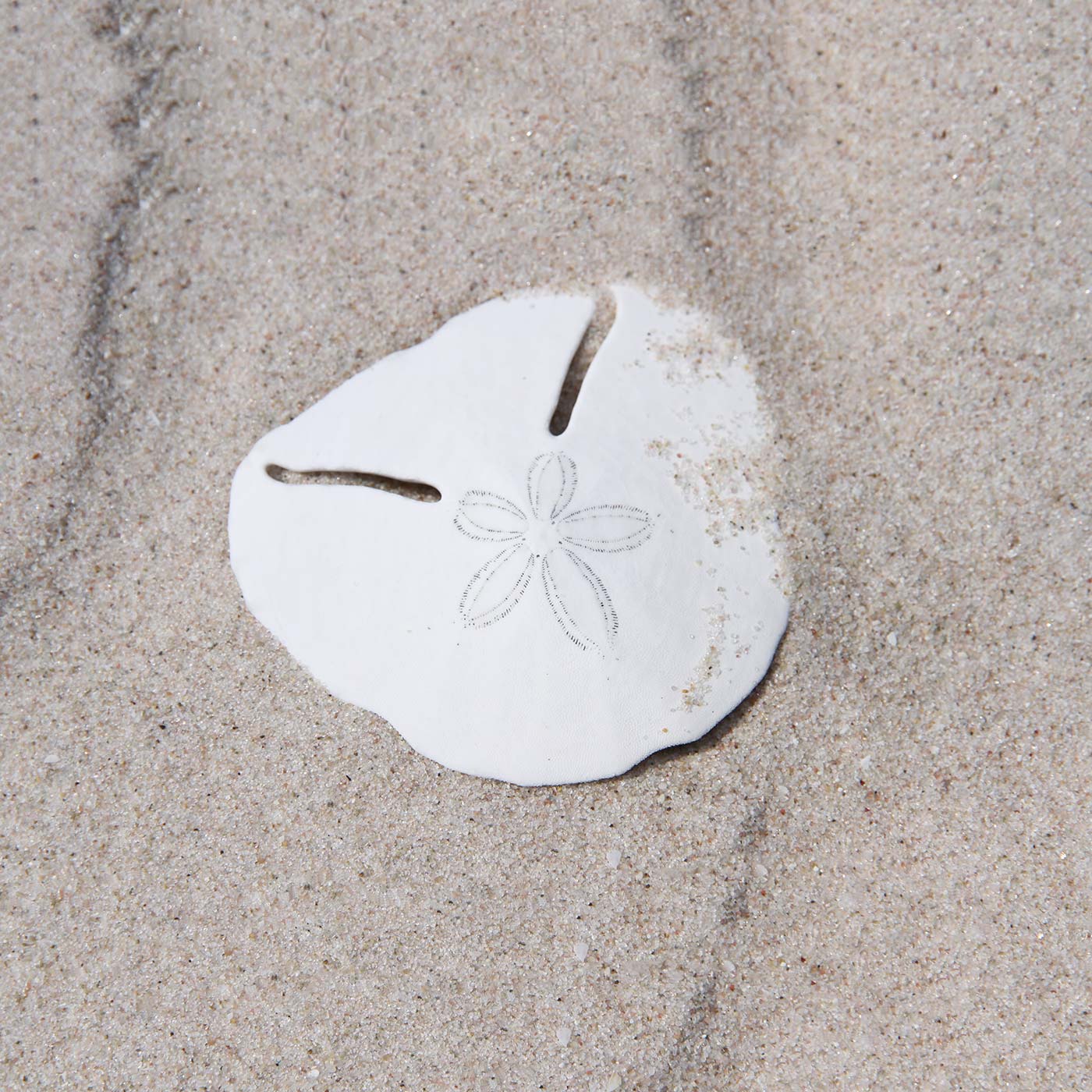 Sanctuary contact us