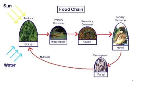 Lesson 4 Food Chains MpalaLive