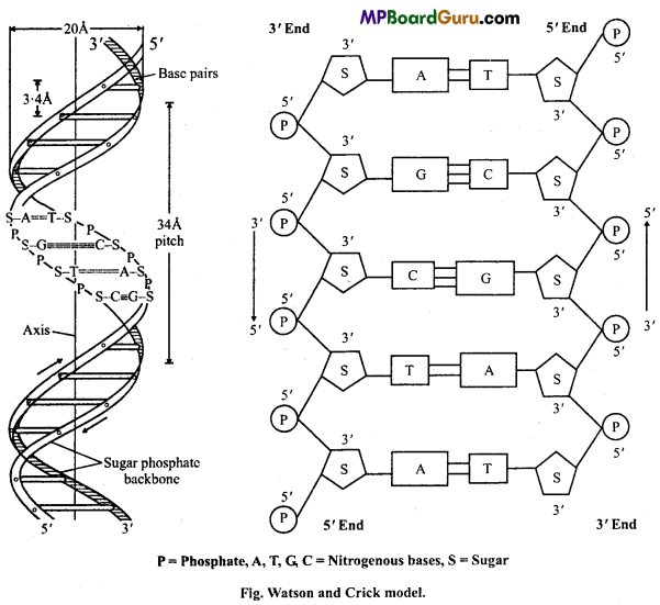 MP Board Class 11th Biology Important Questions Chapter 9 Biomolecules
