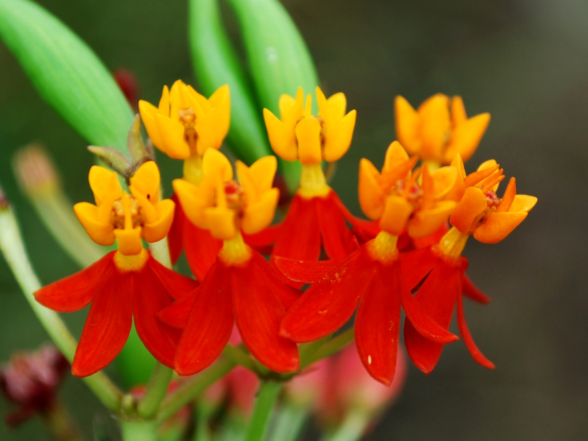 Digitized Database of Medicinal Plant Resources of Maharashtra