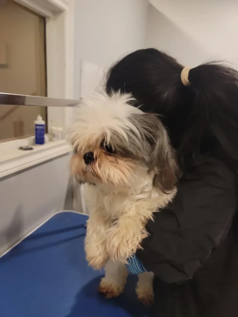 Pet grooming now with pick up and drop off Muttedly Pawsome Dog Grooming