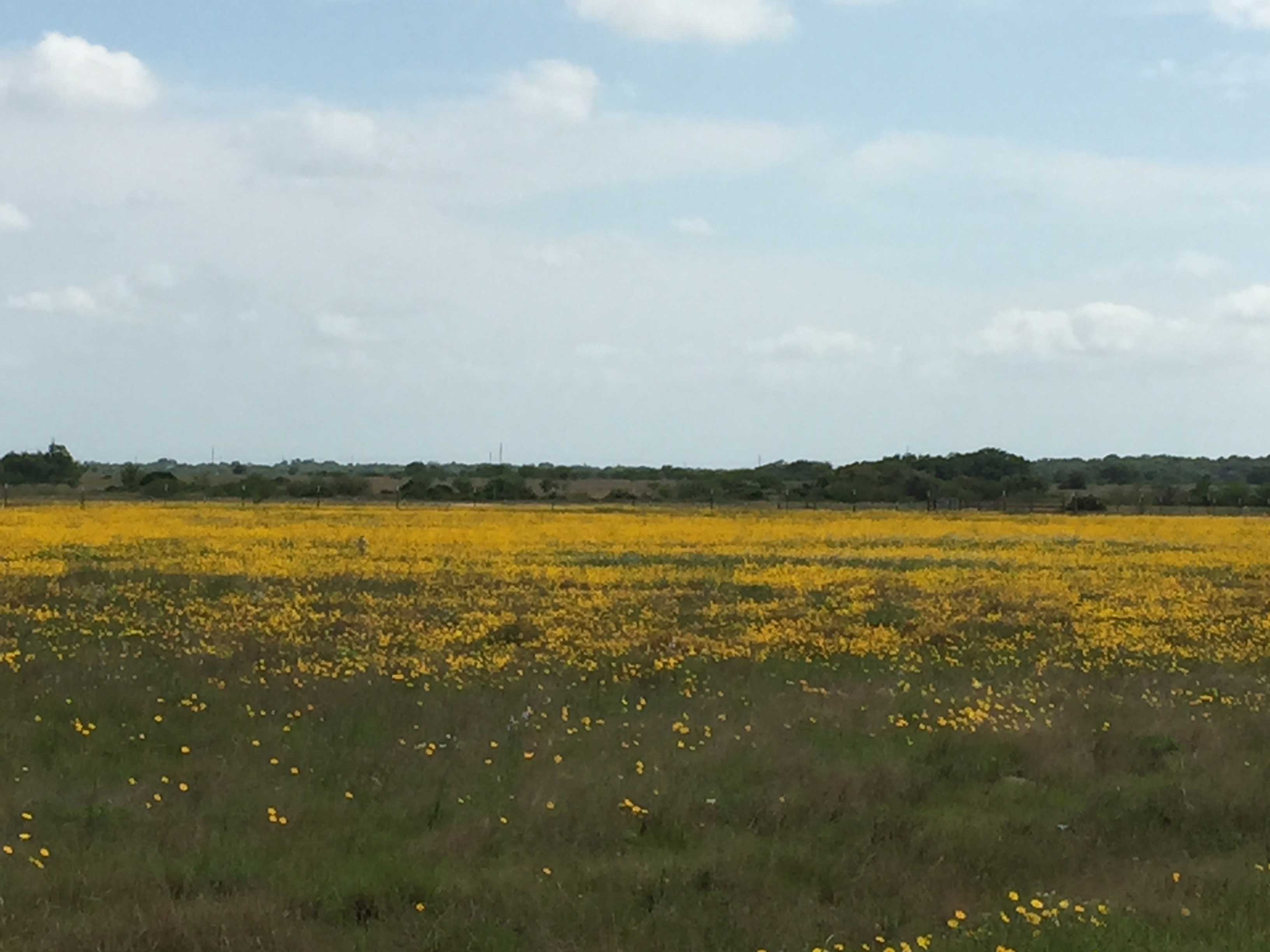 Willow Creek Ranches Phase 1 MPH Capital Management, Inc.